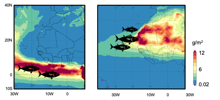 Ubicación de los caladeros de pesca del atún listado en invierno (izquierda) y en verano (derecha), en las zonas de mayores tasas de deposición de polvo desértico. Imagen extraída del estudio CSIC