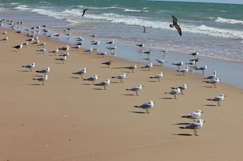Gaviotas en las costas españolas. Foto: Carlos Cano-Barbacil / MNCN