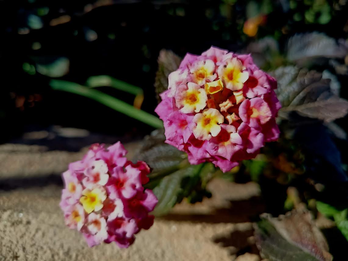 Banderita española (Lantana camara). Foto: ANSE