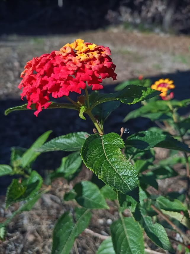 Banderita española (Lantana camara), con otras tonalidades. Foto: ANSE