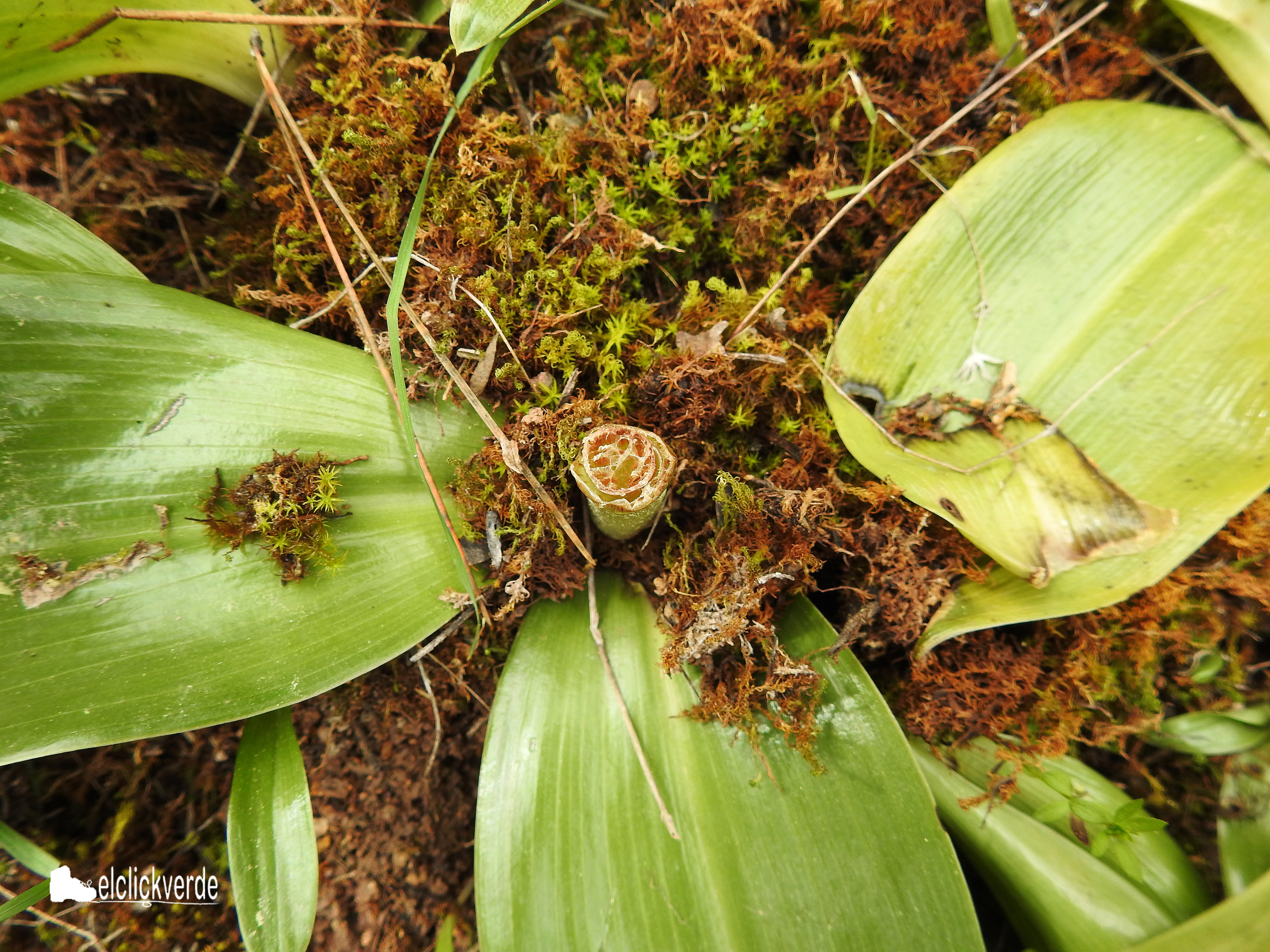 Barlia robertiana cortada en por la base de la espiga, que ya no volverá a renacer