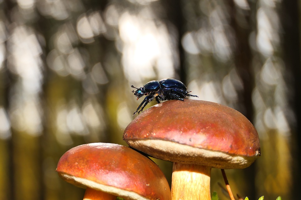 Un escarabajo sobre una seta. Bacterias, hongos, protistas e invertebrados a menudo pasan desapercibidos. Imagen: Pixabay