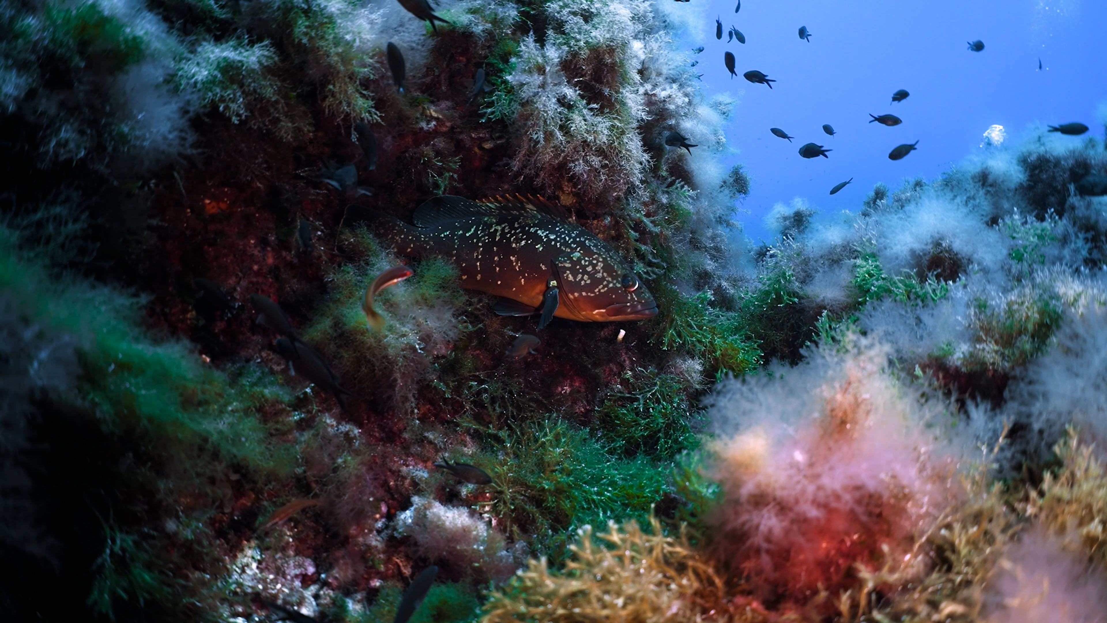 La expedición ha revelado la riqueza de especies y hábitats submarinos poco estudiados. Foto: Fundación Oceanogràfic