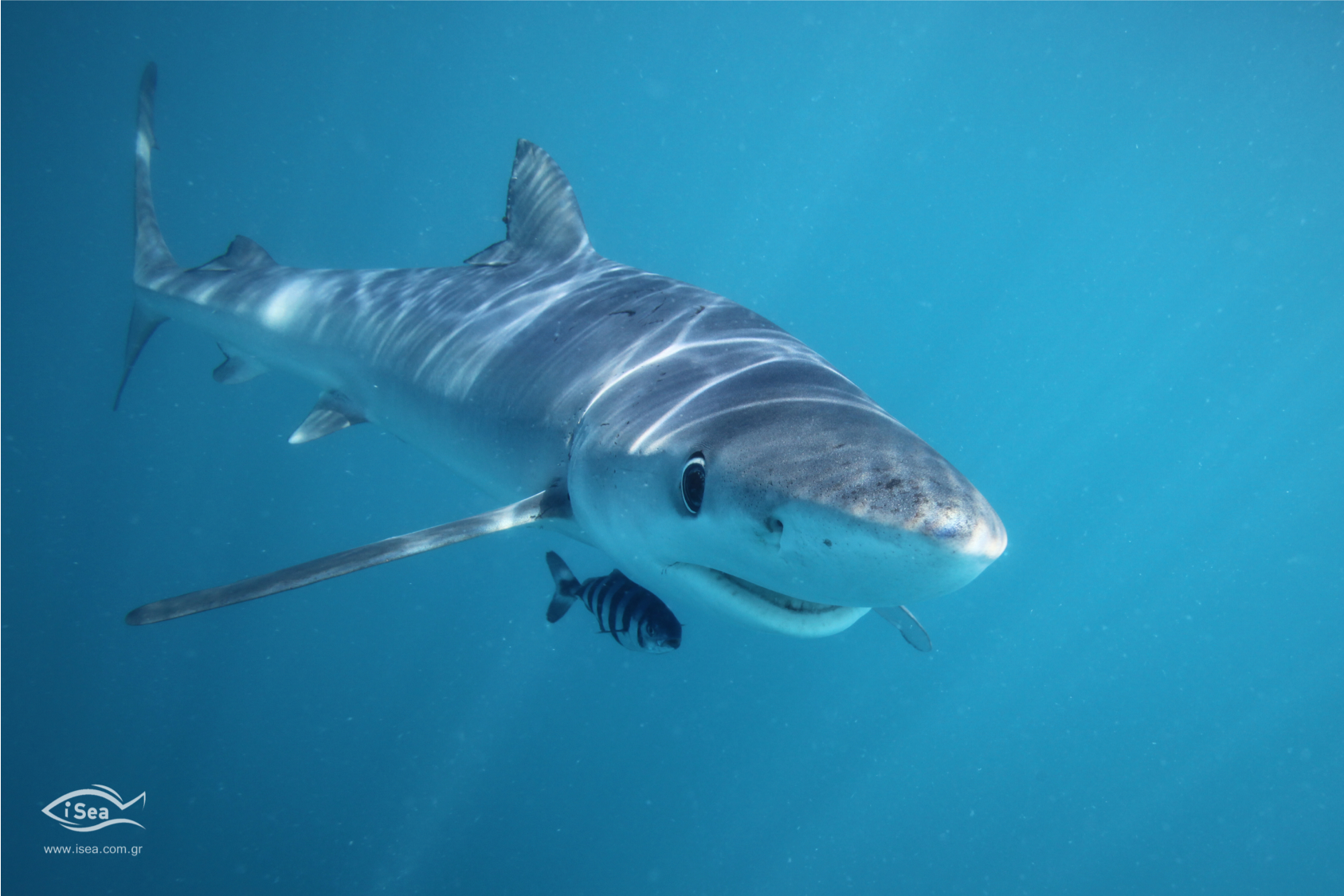 Tiburón azul. Foto: Iannis Giovos / WWF