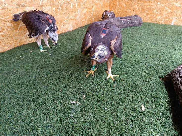 Tres de las águilas de Bonelli, en el recinto de pre-suelta de la Sierra de Guara. Foto: Grefa