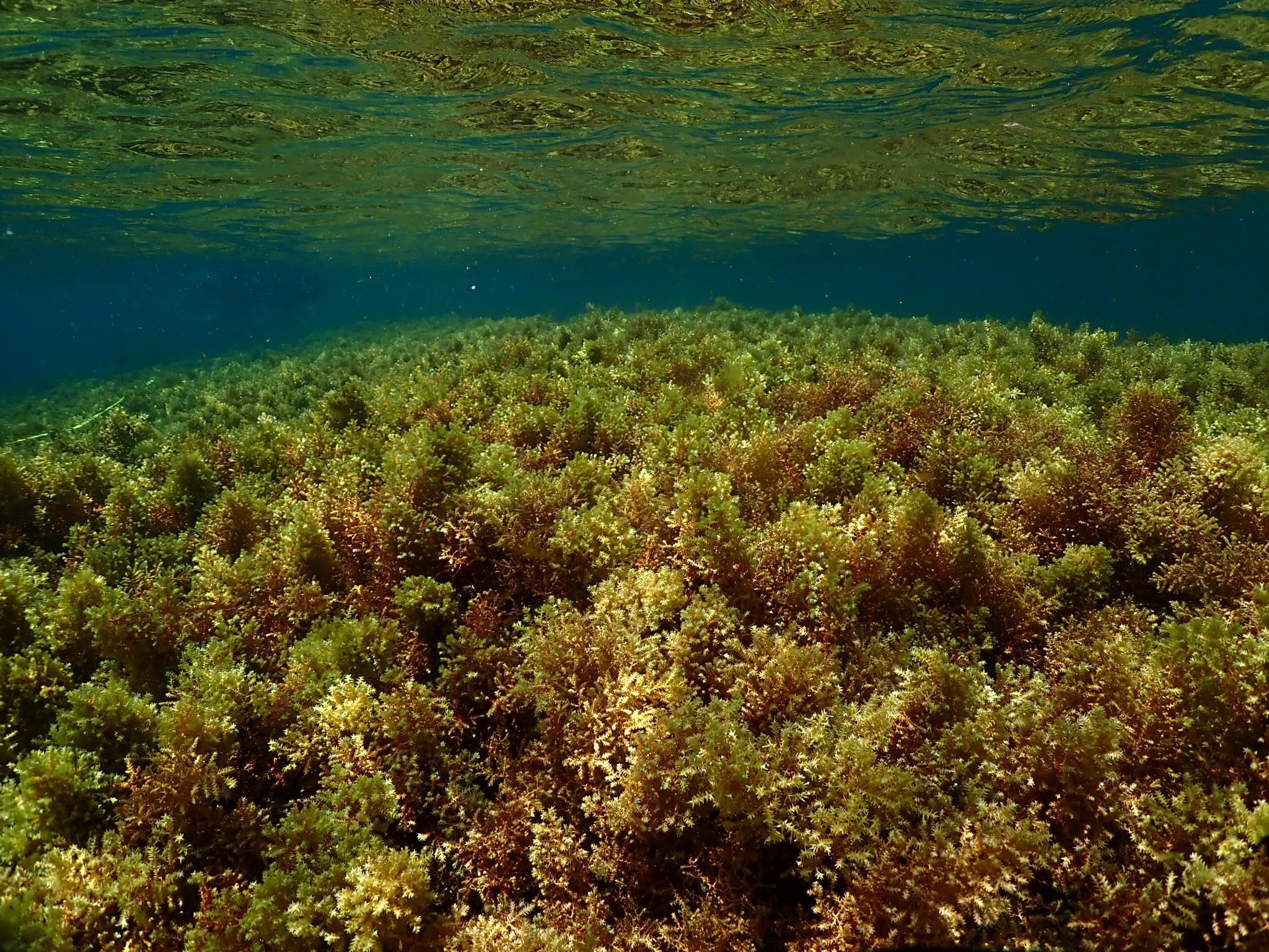 Bosque de 'Ericaria mediterranea'. Cala Estreta, Palamós. Imagen: Clàudia Auladell Quintana