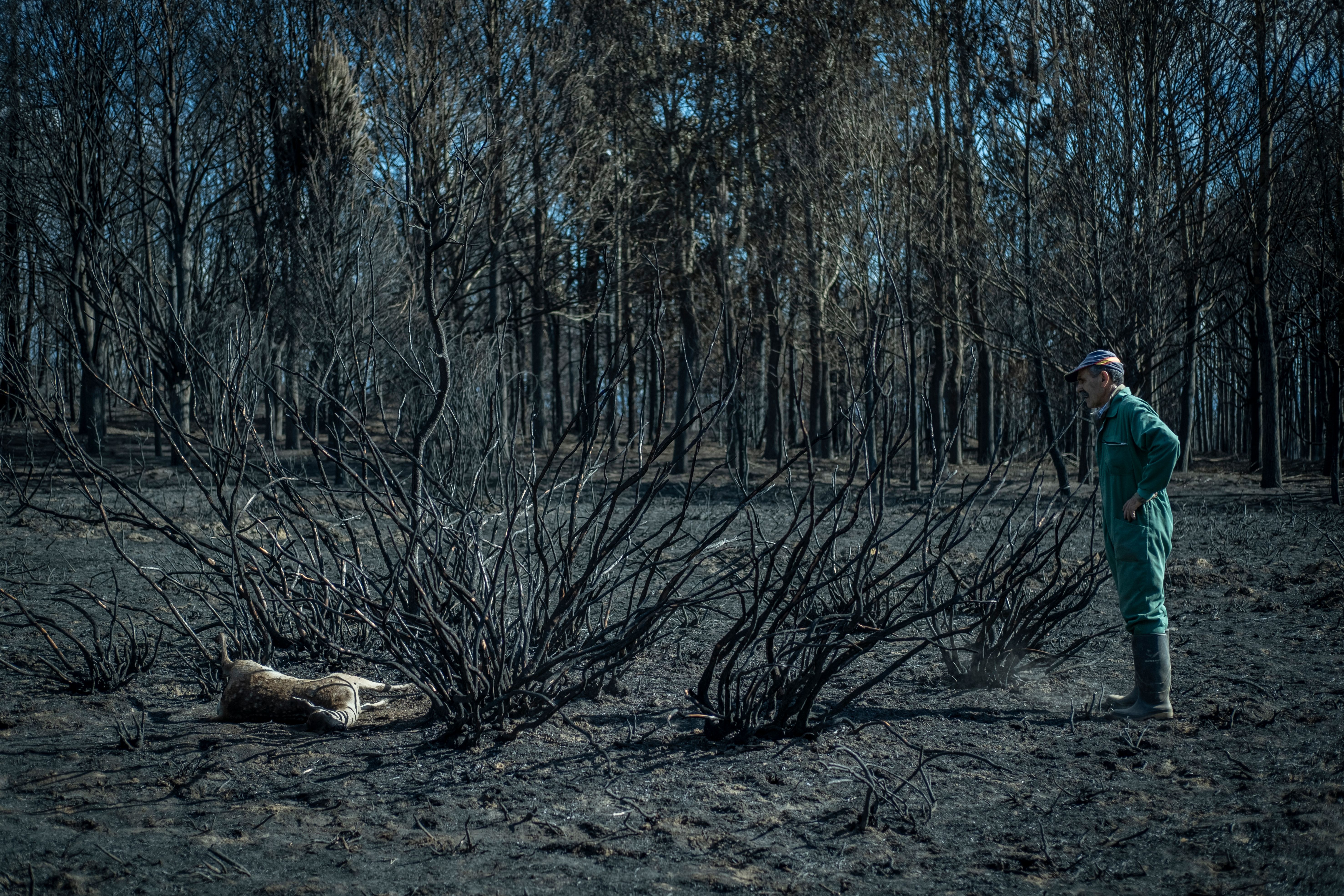 Una impactante imagen de los estragos del fuego en la Sierra de la Culebra. Foto: Brais Lorenzo