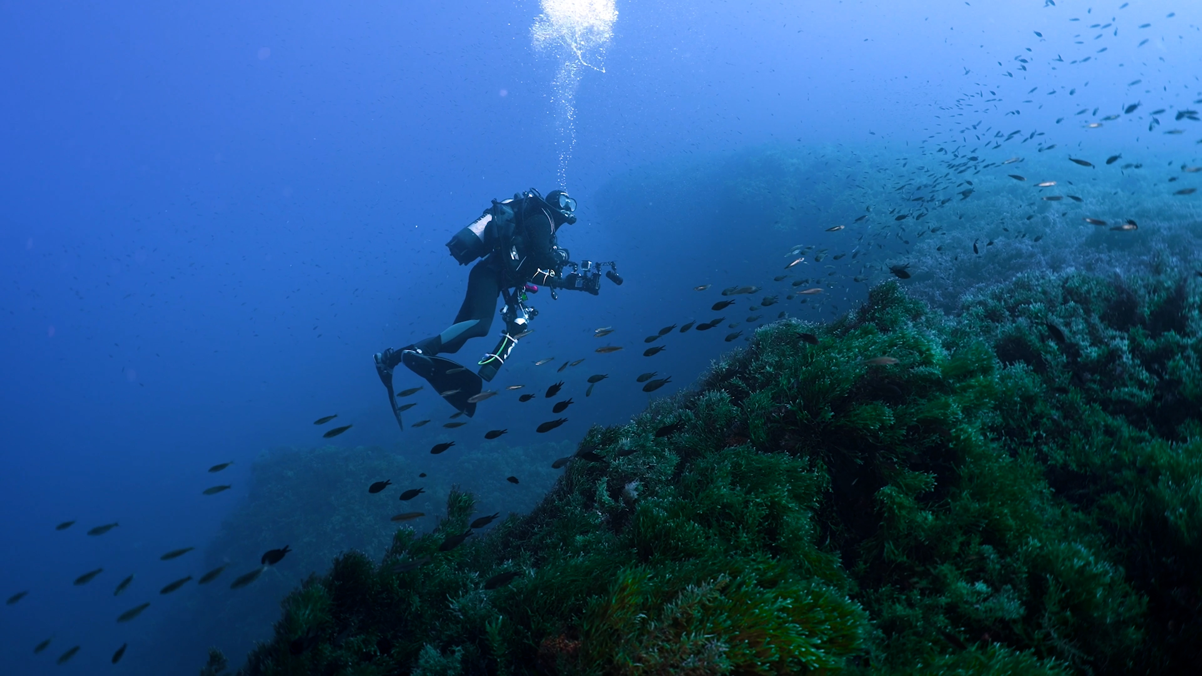 Skerki alberga montañas submarinas desde una profundidad aproximada de 400 metros hasta la superficie del mar, Foto: Fundación Oceanogràfic