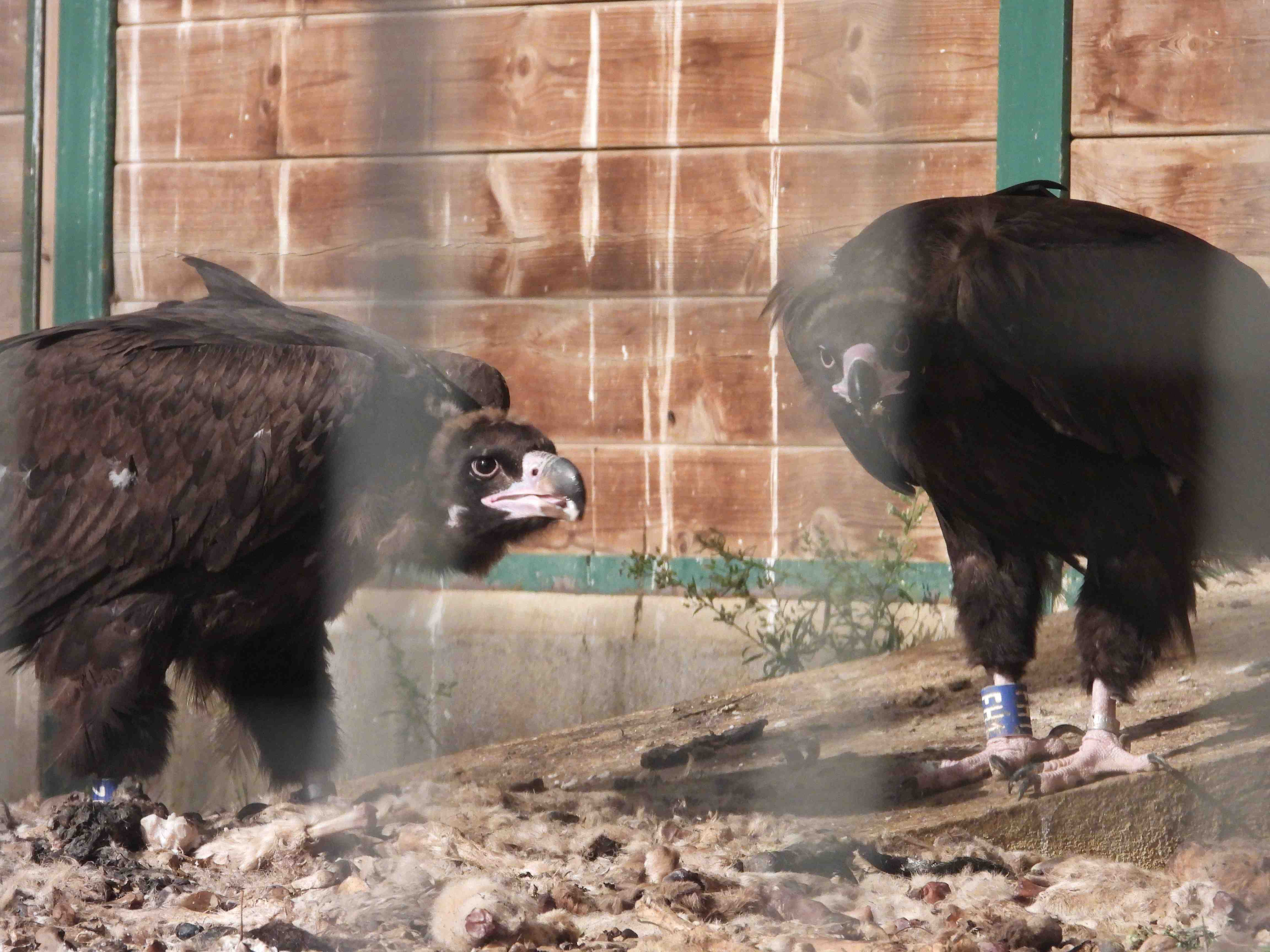 Dos buitres negros en el jaulón de aclimatación construido en Els Ports. Foto: GREFA