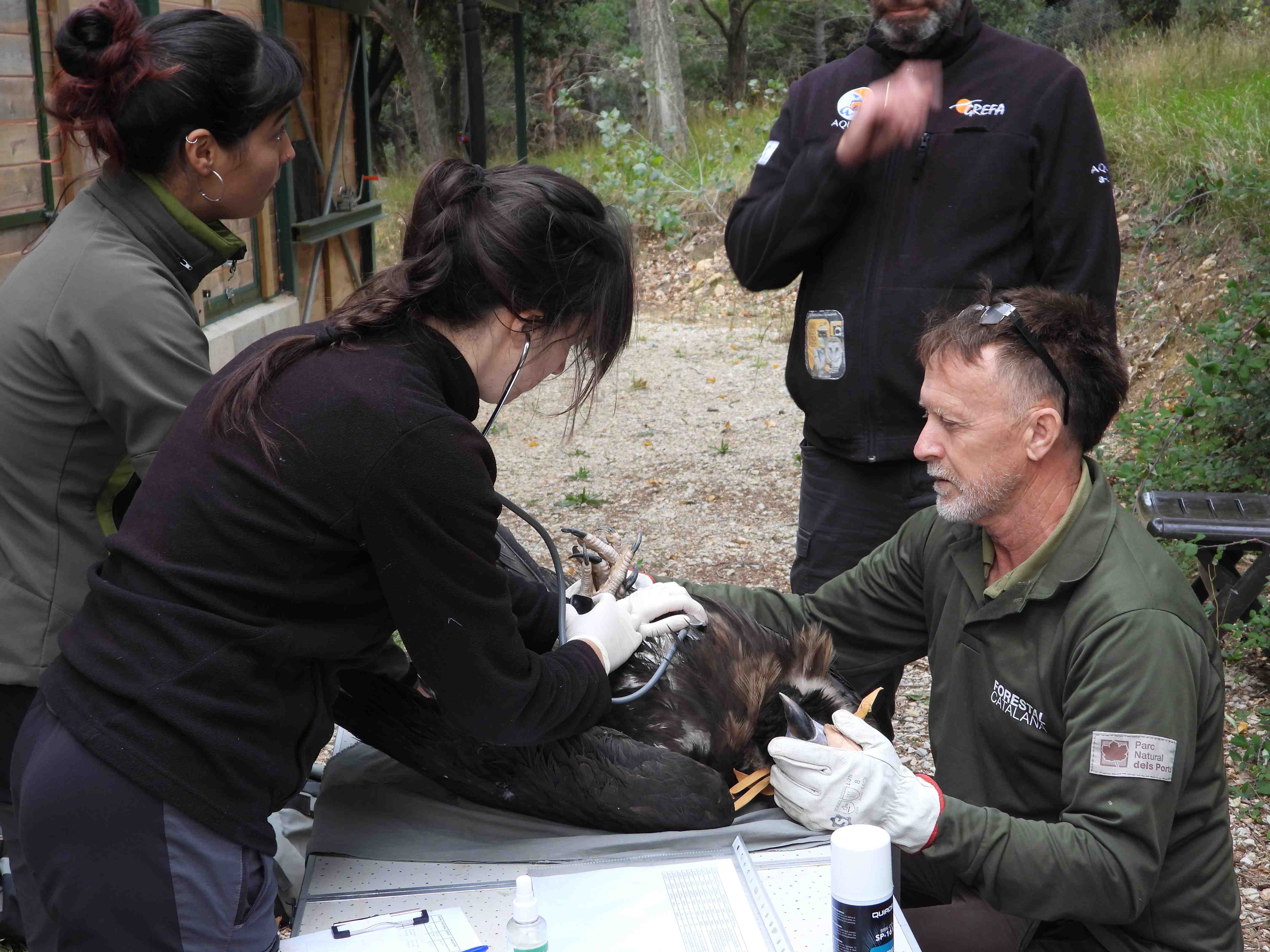 Revisión veterinaria de un buitre negro, antes de su marcaje con GPS. Foto: GREFA.