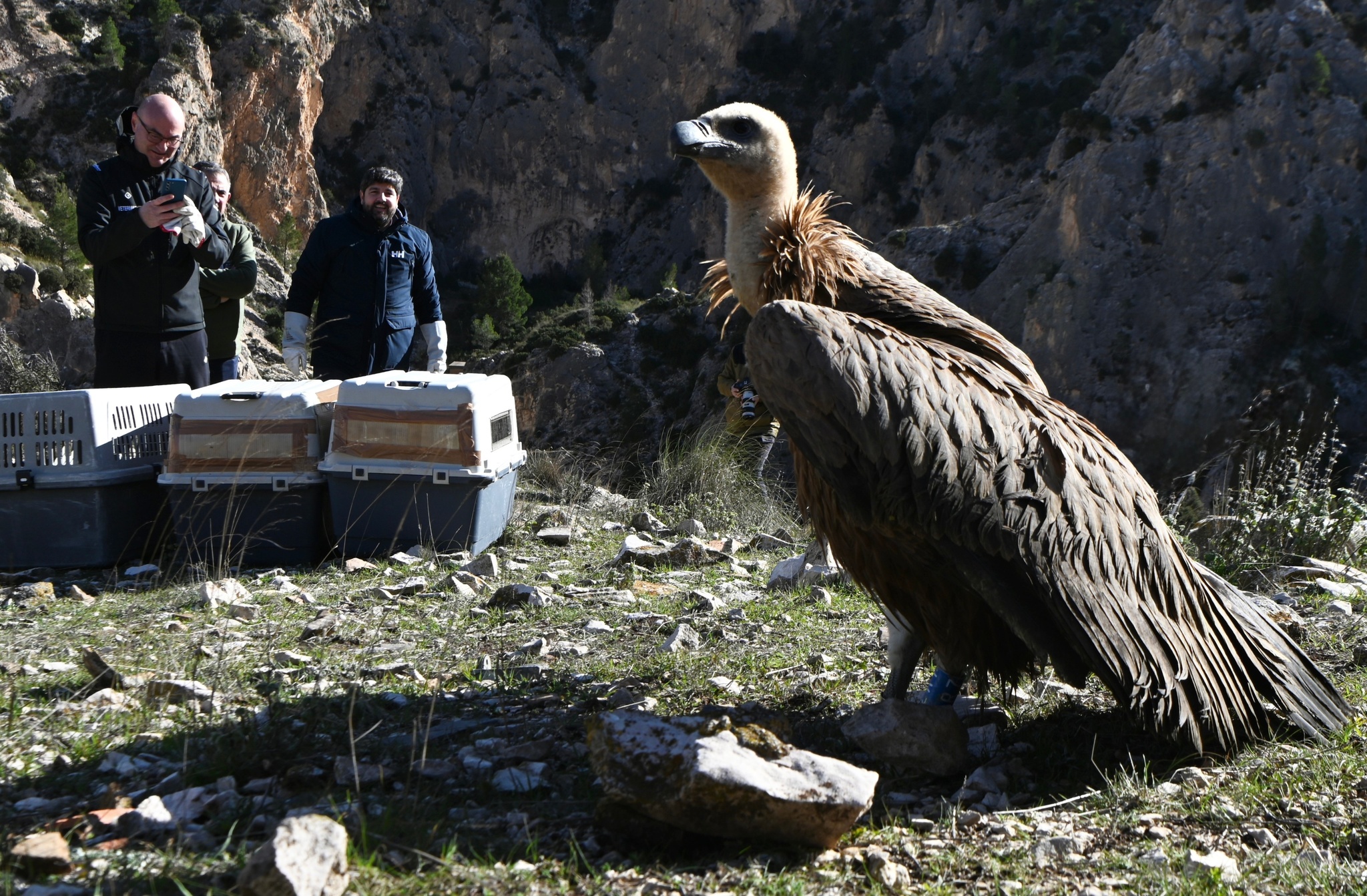 Uno de los tres ejemplares juveniles de buitre leonado liberados hoy en las inmediaciones del embalse de Valdeinfierno, en Lorca. Imagen: CARM