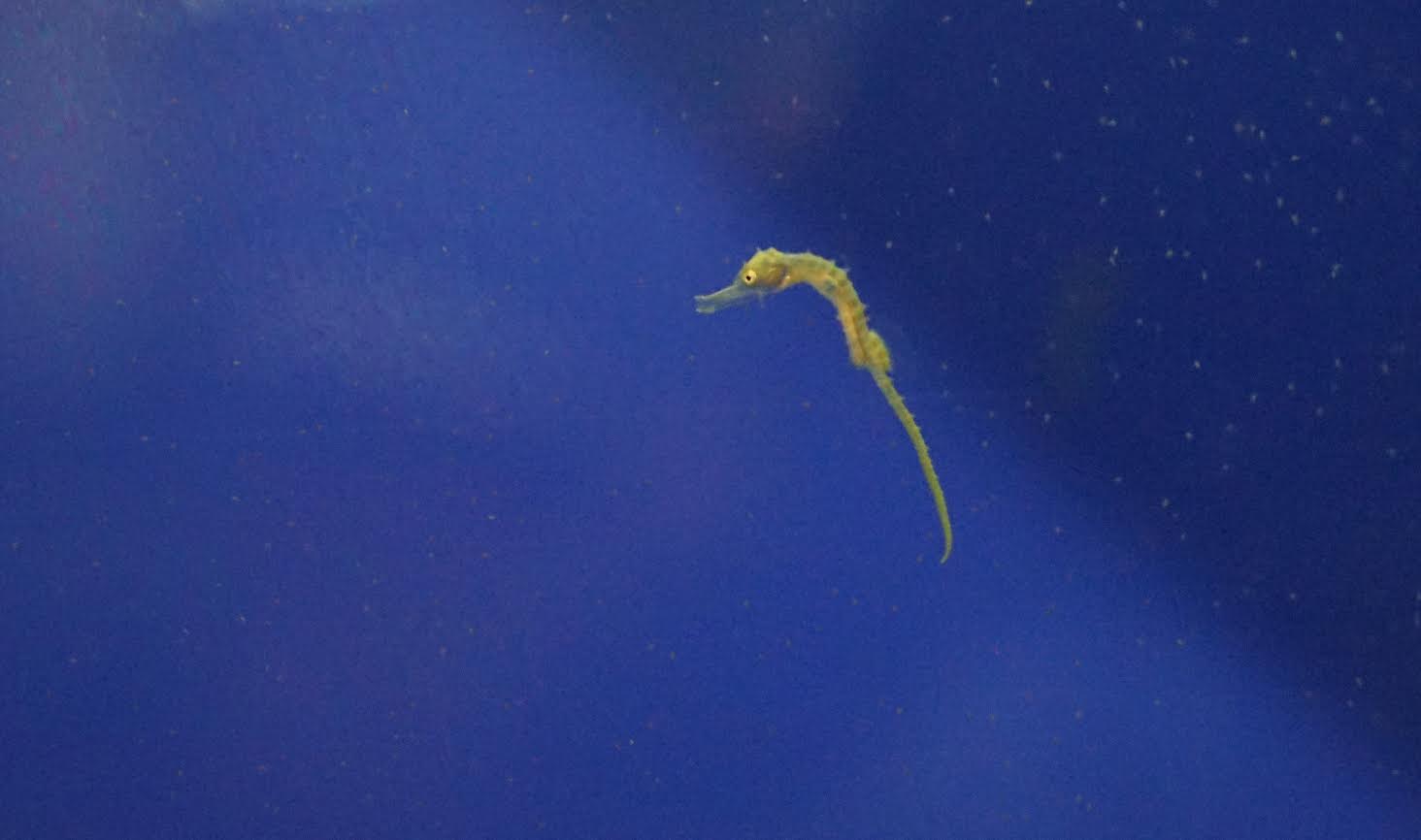 Una cría de caballito de mar de hocico largo de apenas unos días de vida. Imagen: Oceanogràfic 