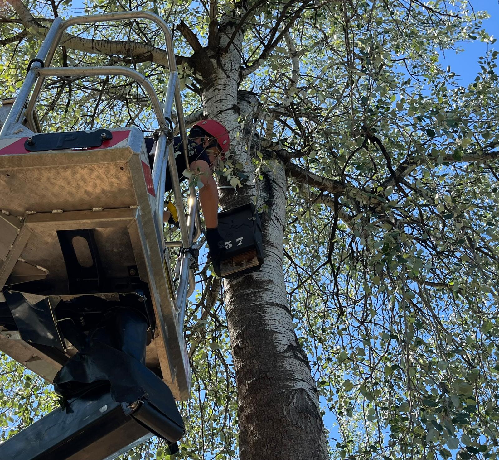 Instalando cajas refugio para murciélagos, en lo alto de un árbol. Foto: Ayto. de Murcia