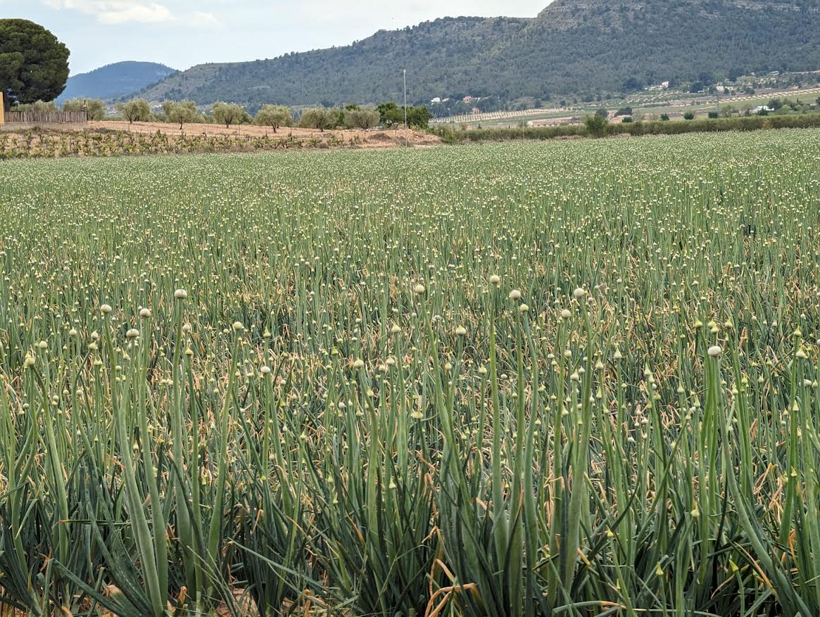 Foto: Salvemos el Arabí y Comarca