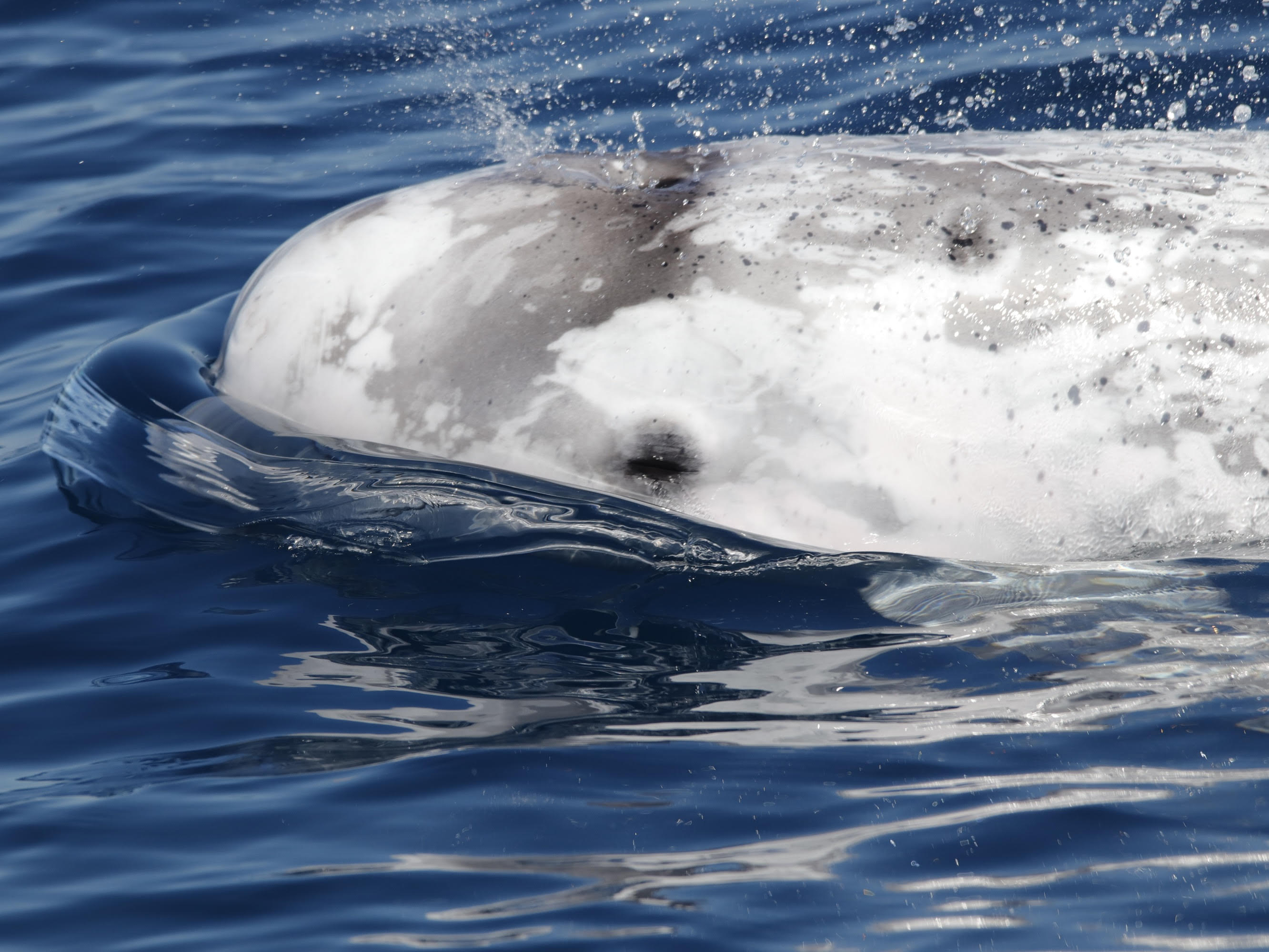 Calderón gris (Grampus griseus) en el mar de Alborán. Foto: David Silgado/Circe