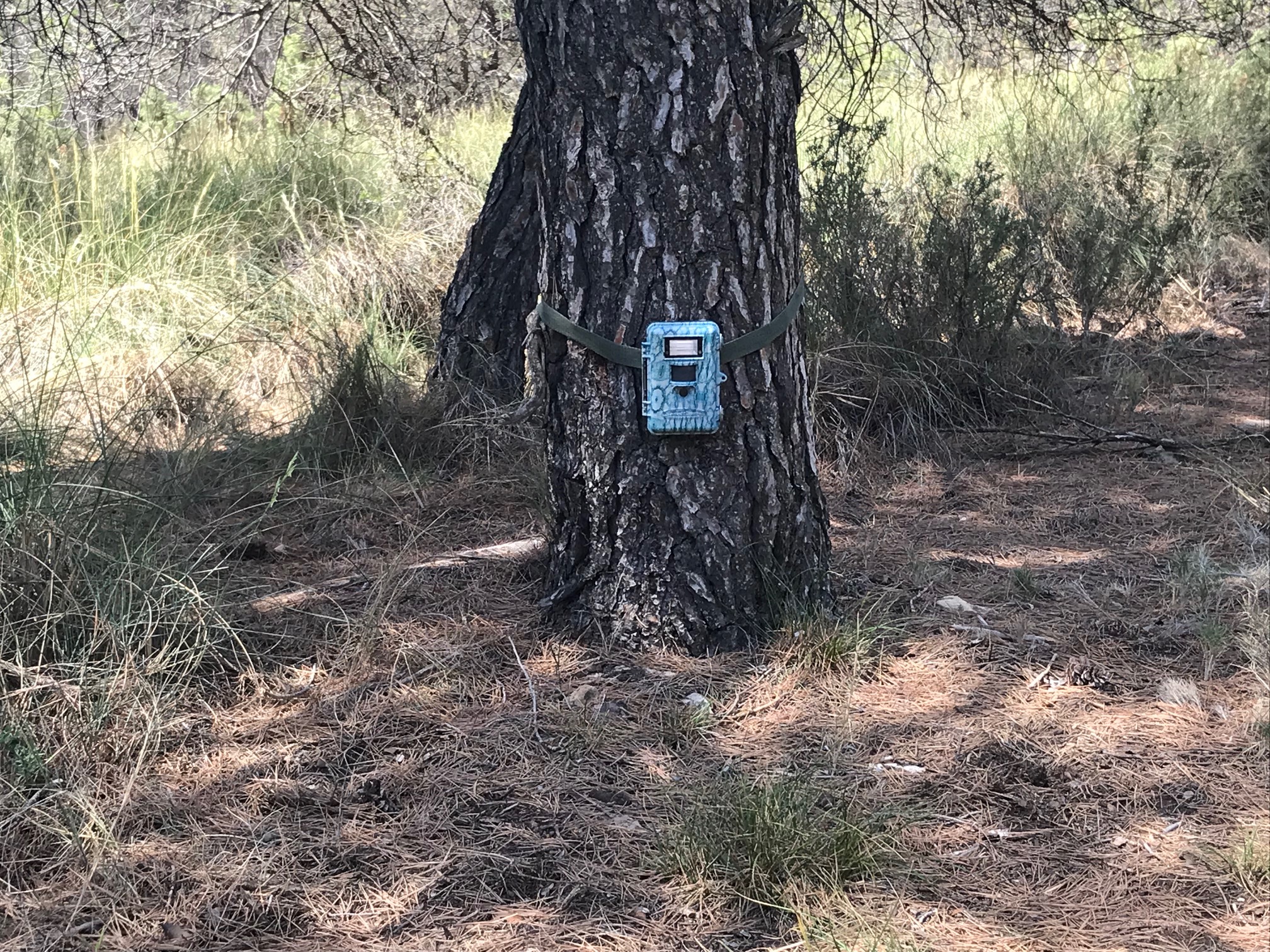 Cámara de fototrampeo estratégicamente instalada en la parte baja de un árbol. Foto: ANIDA YECLA