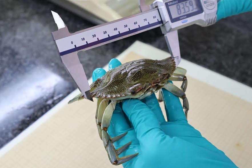 Toma de la talla de un cangrejo azul. Foto: Instituto Español de Oceanografía (IEO, CSIC) 