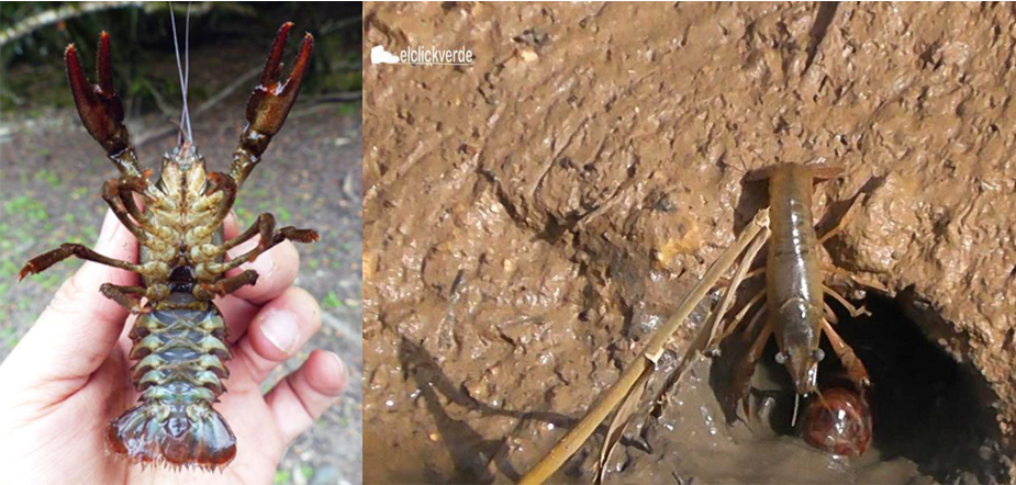 A la izquierda, cangrejo autóctono (imagen: CSIC). A la derecha, dos cangrejos rojos americanos