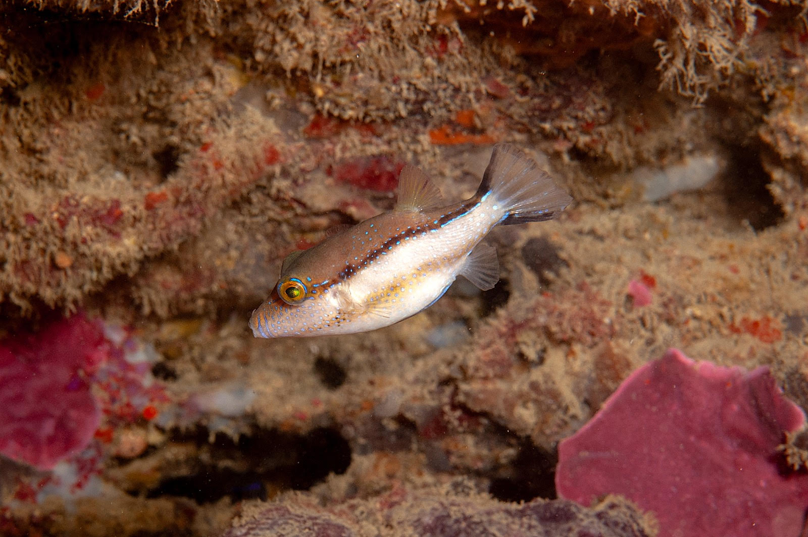 Ejemplar de 'Canthigaster capistrata' en aguas del mar de Alborán. Foto: Alejandro Martín / IEO-CSIC