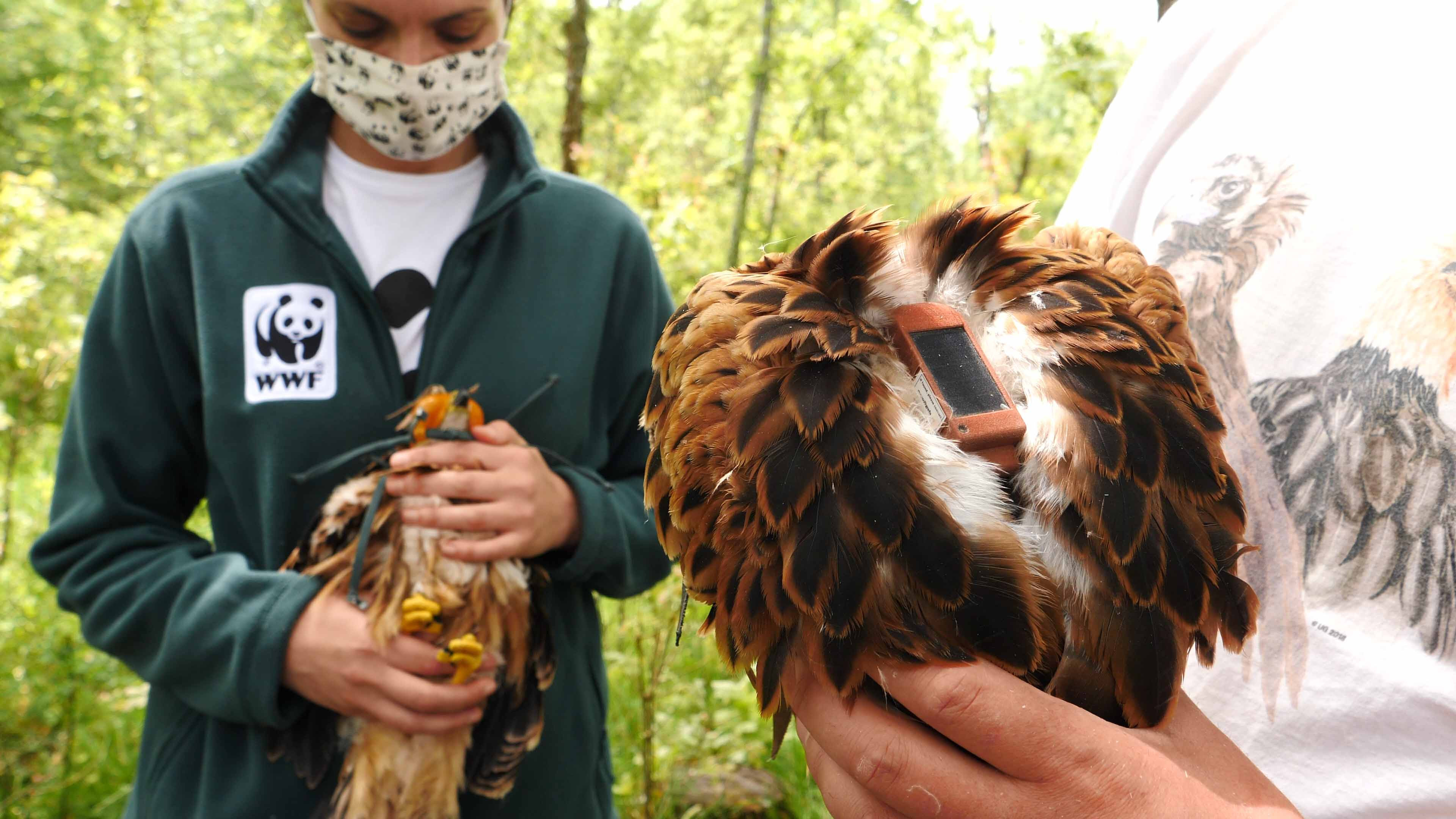 Un ave centinela, marcada con el GPS. Imagen: WWF