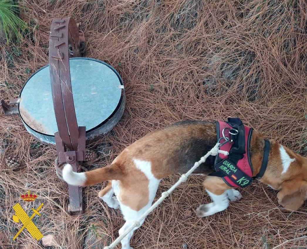 Comparativa del tamaño del cepo junto a un perro de la Guardería Rural. Foto: Guardia Civil de Almería 