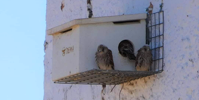 Pollos volantones en un nidal de la colonia asistida de Virgen de Lourdes (Valdepeñas). Foto: FIRE