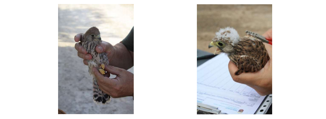 Anillamiento de crías de cernícalo primilla en Caravaca, con la asociación Caralluma. Imagen: CARM