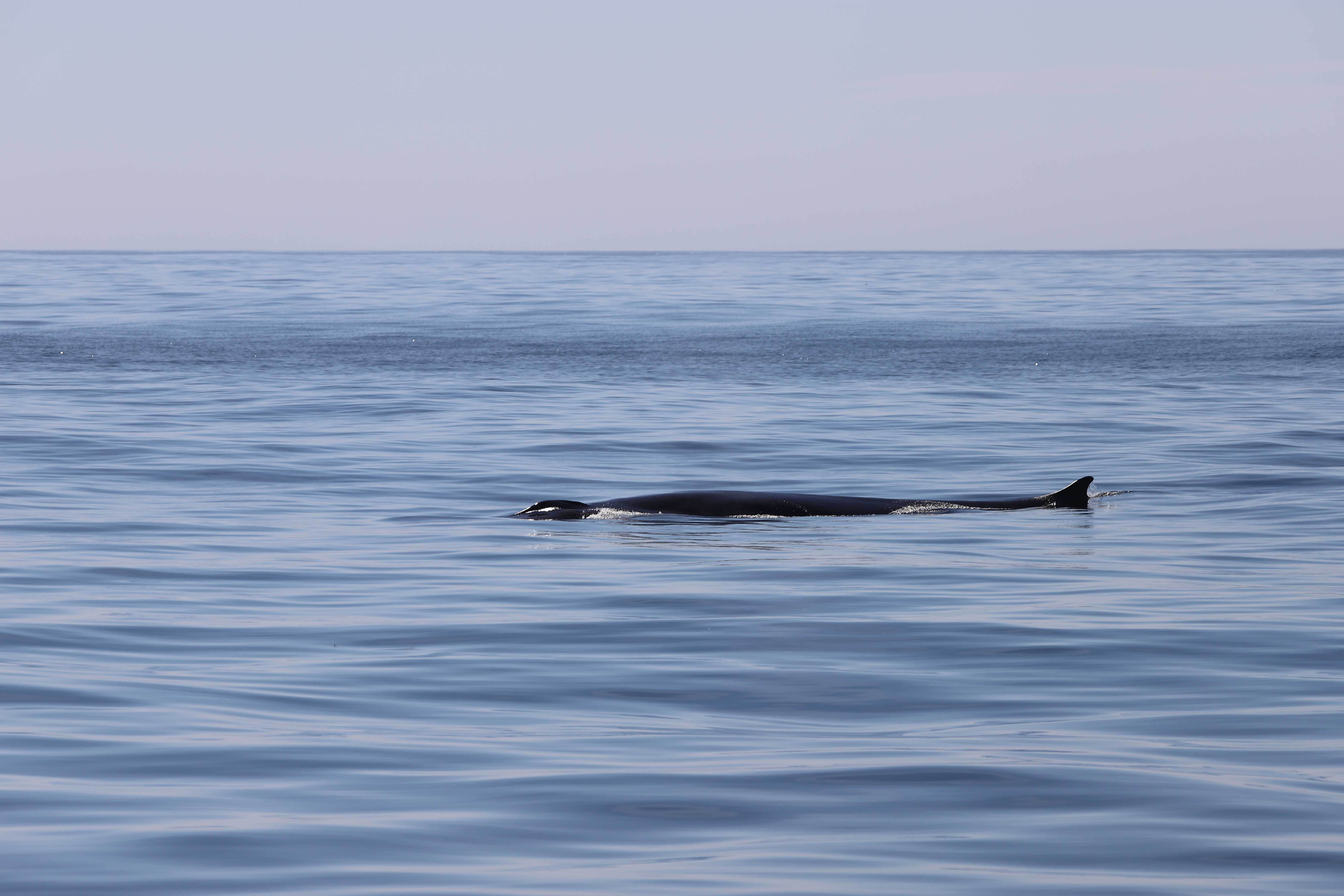 El análisis del ADN ambiental complementan la información obtenida mediante avistamientos. Foto: IEO/CSIC
