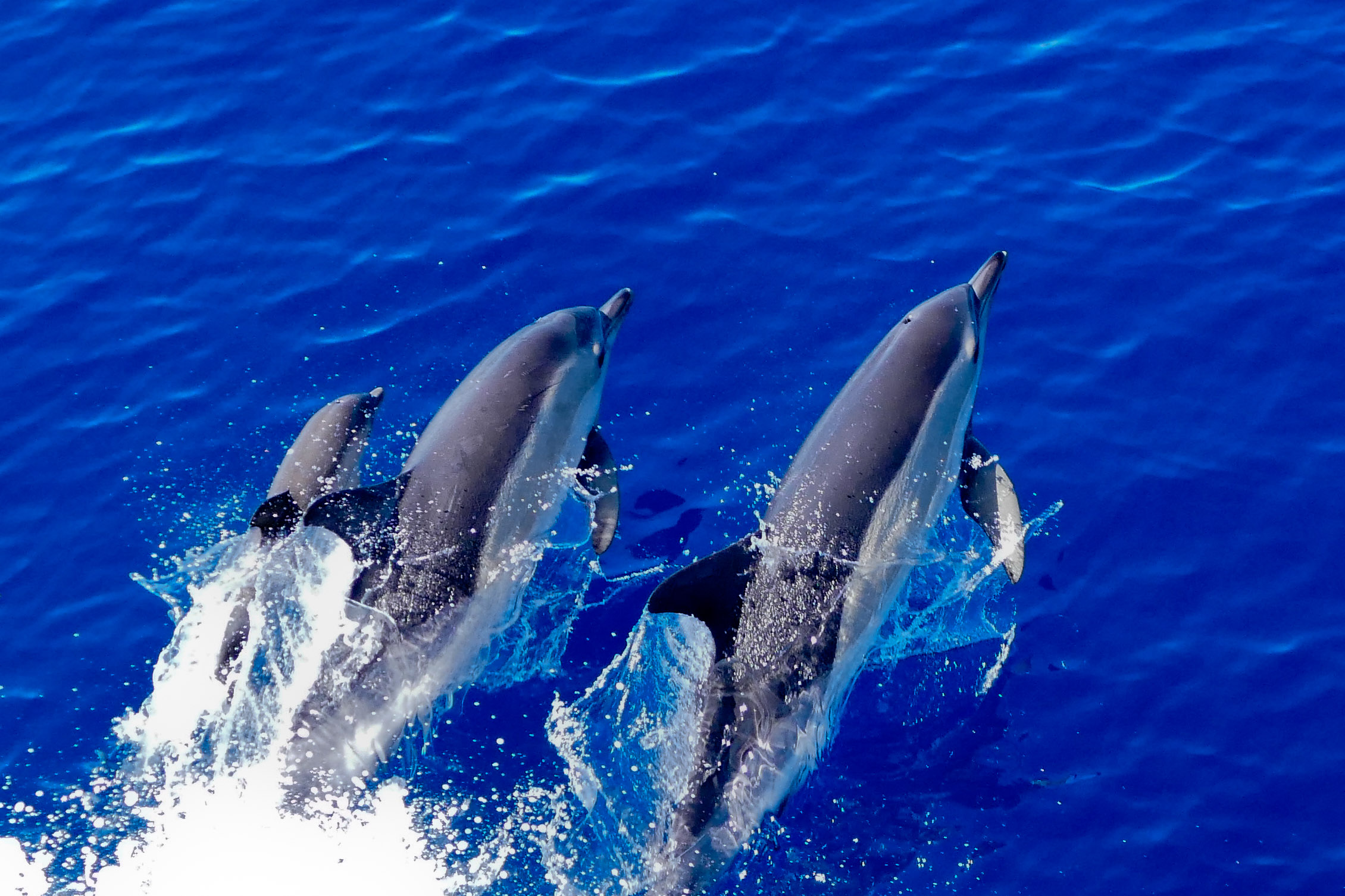 Grupo de delfines observado desde el buque Ramón Margalef. Foto: Xulio Valeiras / IEO-CSIC