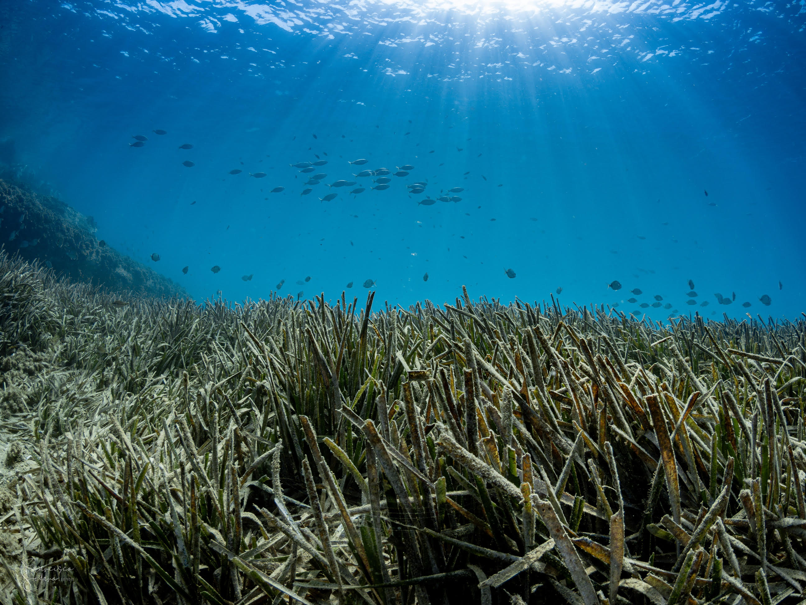 Praderas halladas por el IEO-CSIC. Foto: IEO-CSIC