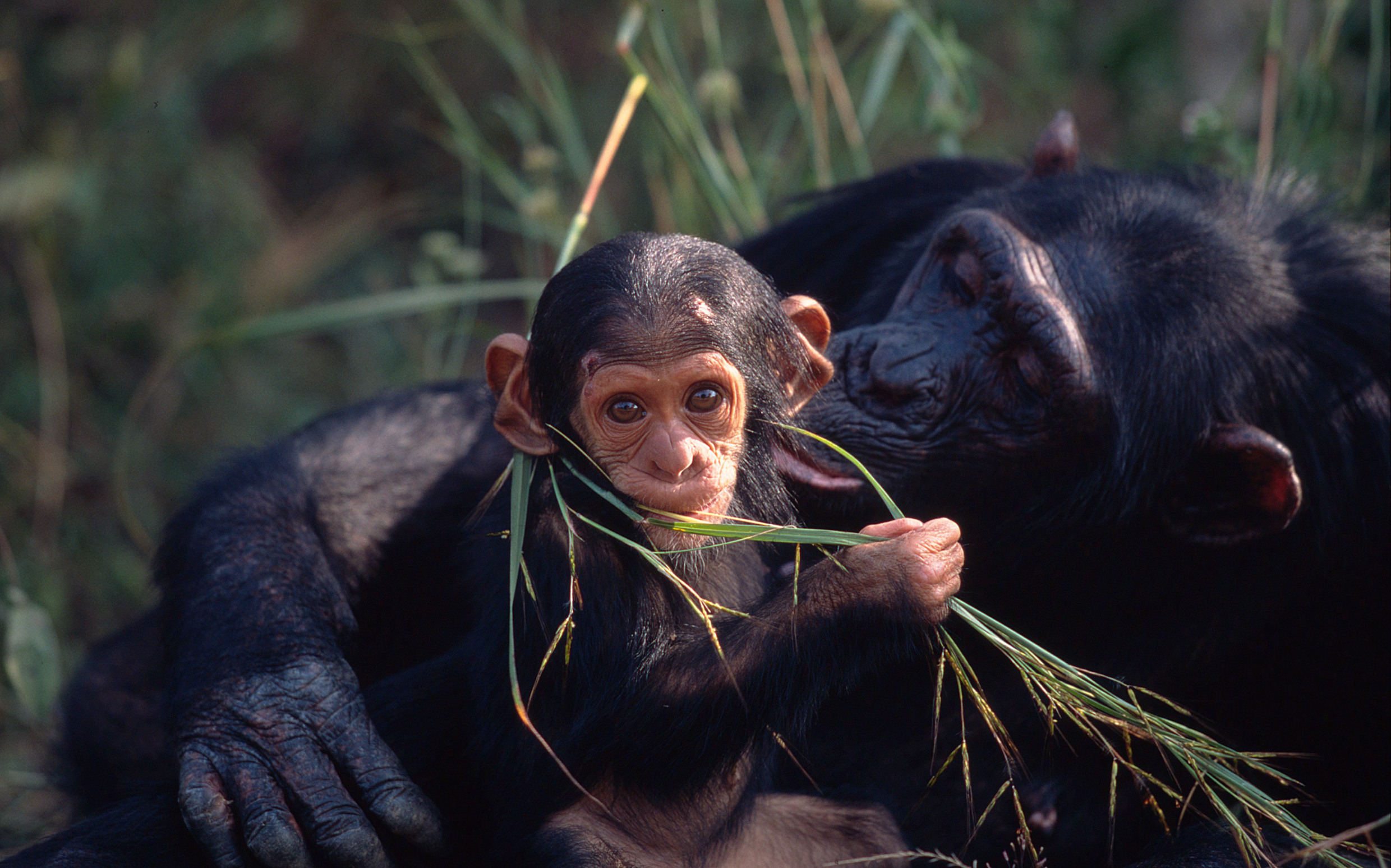 La población del chimpancé central es de 130.000 ejemplares, según un nuevo estudio publicado en 2018. Imagen: © Martin Harvey / WWF