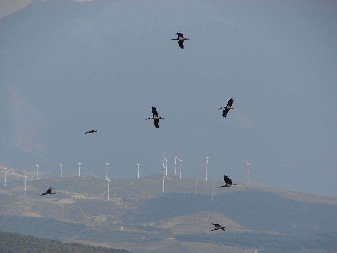 Varias cigüeñas negras sobrevolando la zona de Tarifa. Imagen COCN.