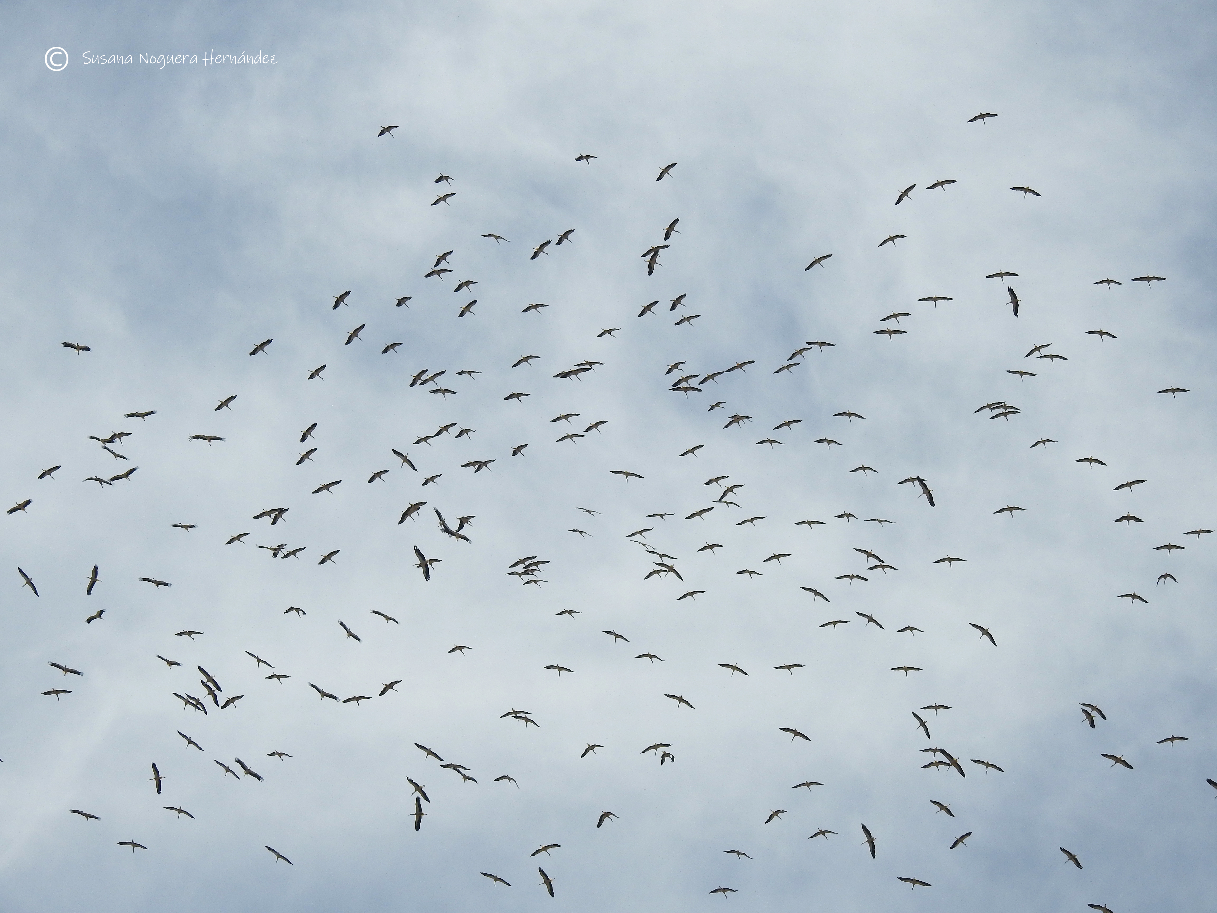 Nutrido bando de cigüeñas blancas en el Estrecho. Imagen: Susana Noguera