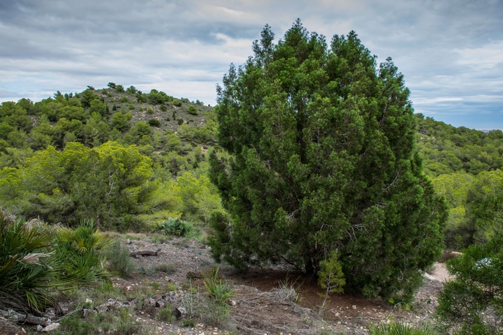 Ejemplar de Ciprés Cartagenero como el que se plantará en el Parque Regional de Calblanque, Monte de Las Cenizas y Peña del Águila. Foto: CARM