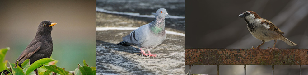 Mirlo, paloma y gorrión. Fotos: Pixabay