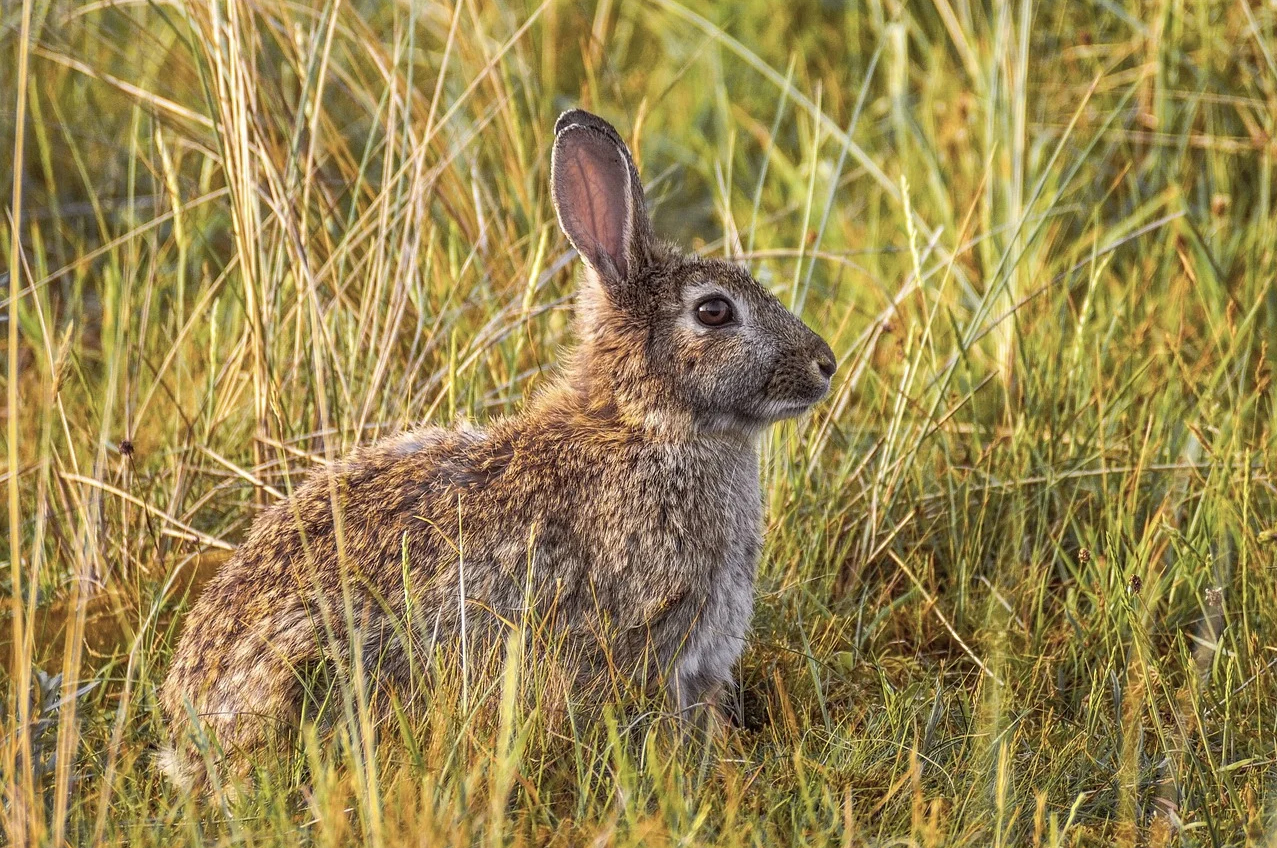 El conejo ha sido recientemente catalogado como 'En Peligro' por la Unión Internacional para la Conservación de la Naturaleza. Imagen: Pixabay 