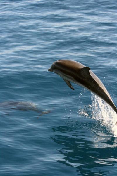 delfin_salto.jpg