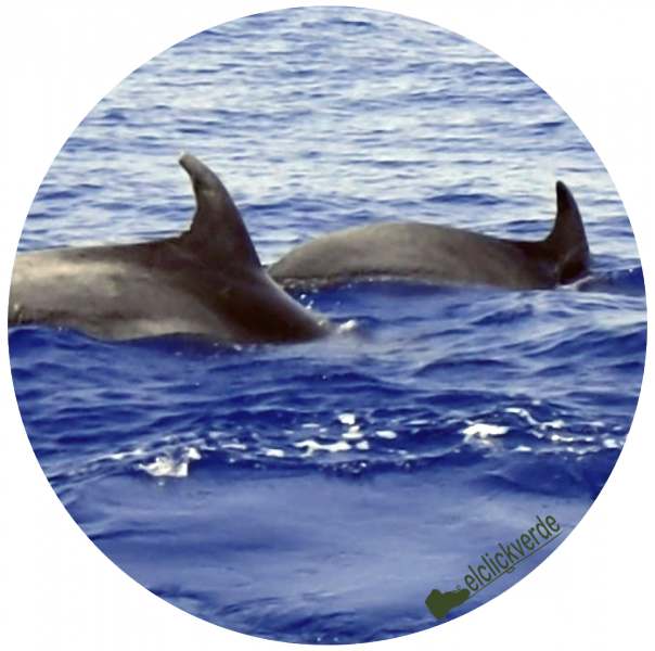 delfines-mulares-aletas-ecv.png