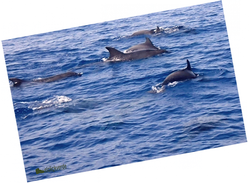 delfines-mulares-muchos-nad_pq.png