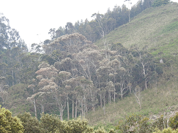 Plantación de eucaliptos. Imagen: Fapas
