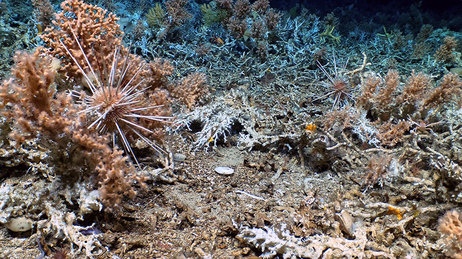 Erizo de mar sobre un coral vivo (izquierda) con coral fósil, la base del arrecife vivo en el fondo. Imagen cortesía de L. Robinson (U. Bristol), D. Fornari (WHOI), M. Taylor (U. Essex), D. Wanless (Boise State U.) NSF/NERC/HOV Alvin/WHOI MISO Facility, 2023 ©Woods Hole Oceanographic Institution
