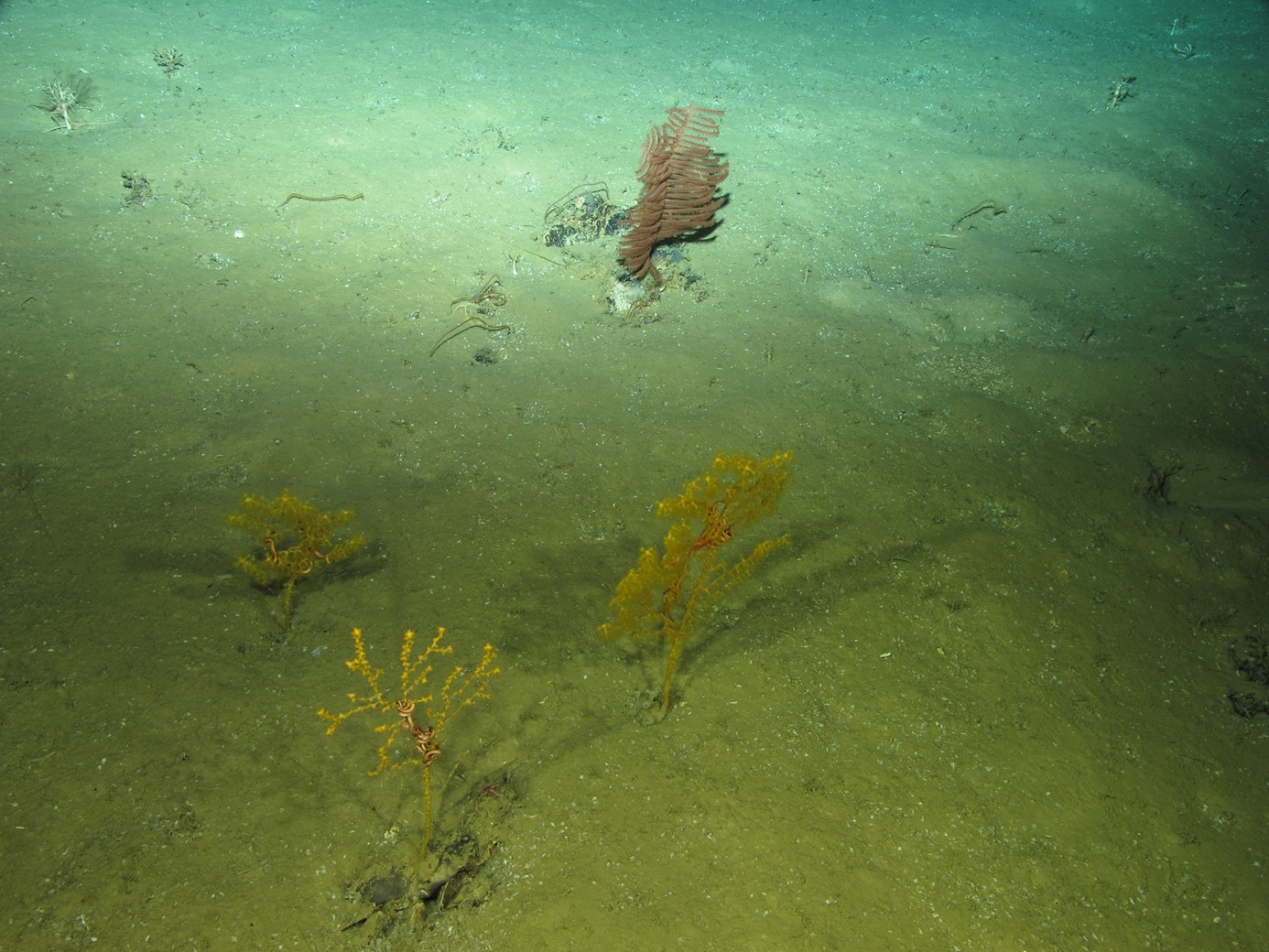 Gorgonias y corales negros a 1.960 metros de profundidad en el océano Atlántico filmados durante la campaña internacional Medwaves liderada por el IEO. © Medwaves/IEO/ATLAS Project