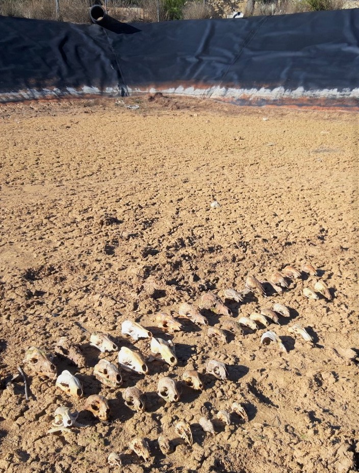 Cráneos de los animales que murieron ahogados y fueron hallados en el fondo de una balsa de la provincia de Valencia. Imagen: Adensva