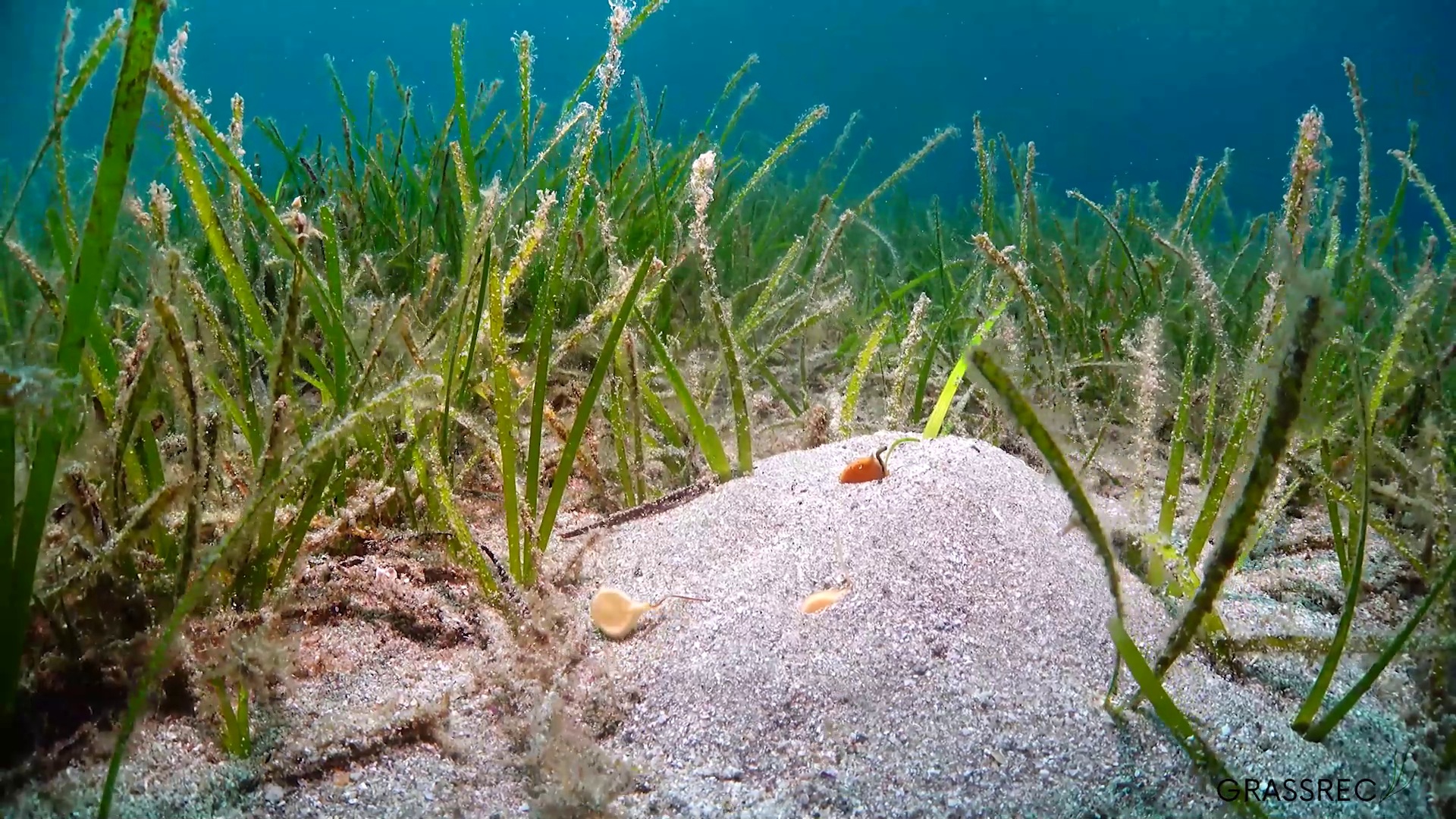 Los ensayos piloto con trasplantes de semillas y plantas adultas muestran que la especie puede recolonizar los fondos que ocupaba antes de 2016. Foto: IEO-CSIC