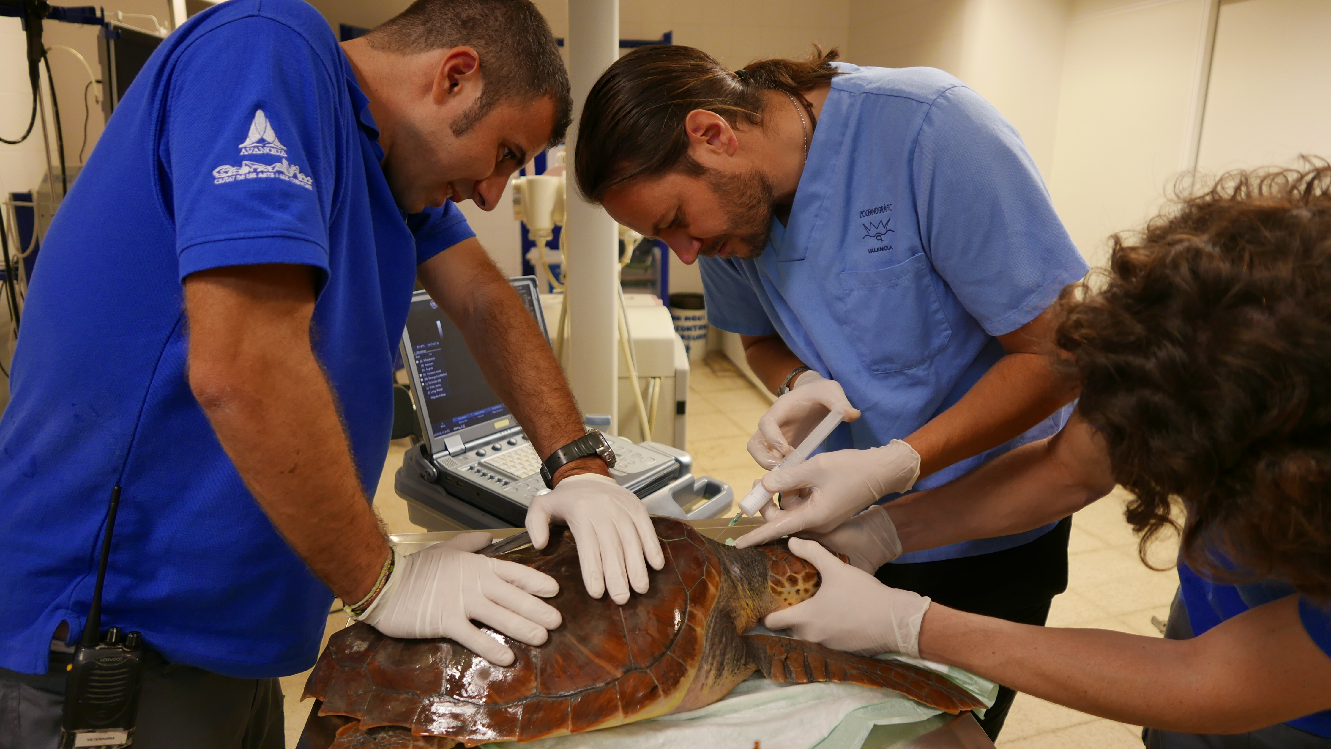 Daniel García- Parraga, en el centro, tratando una tortuga boba. Imagen: Fundación Oceanogràfic