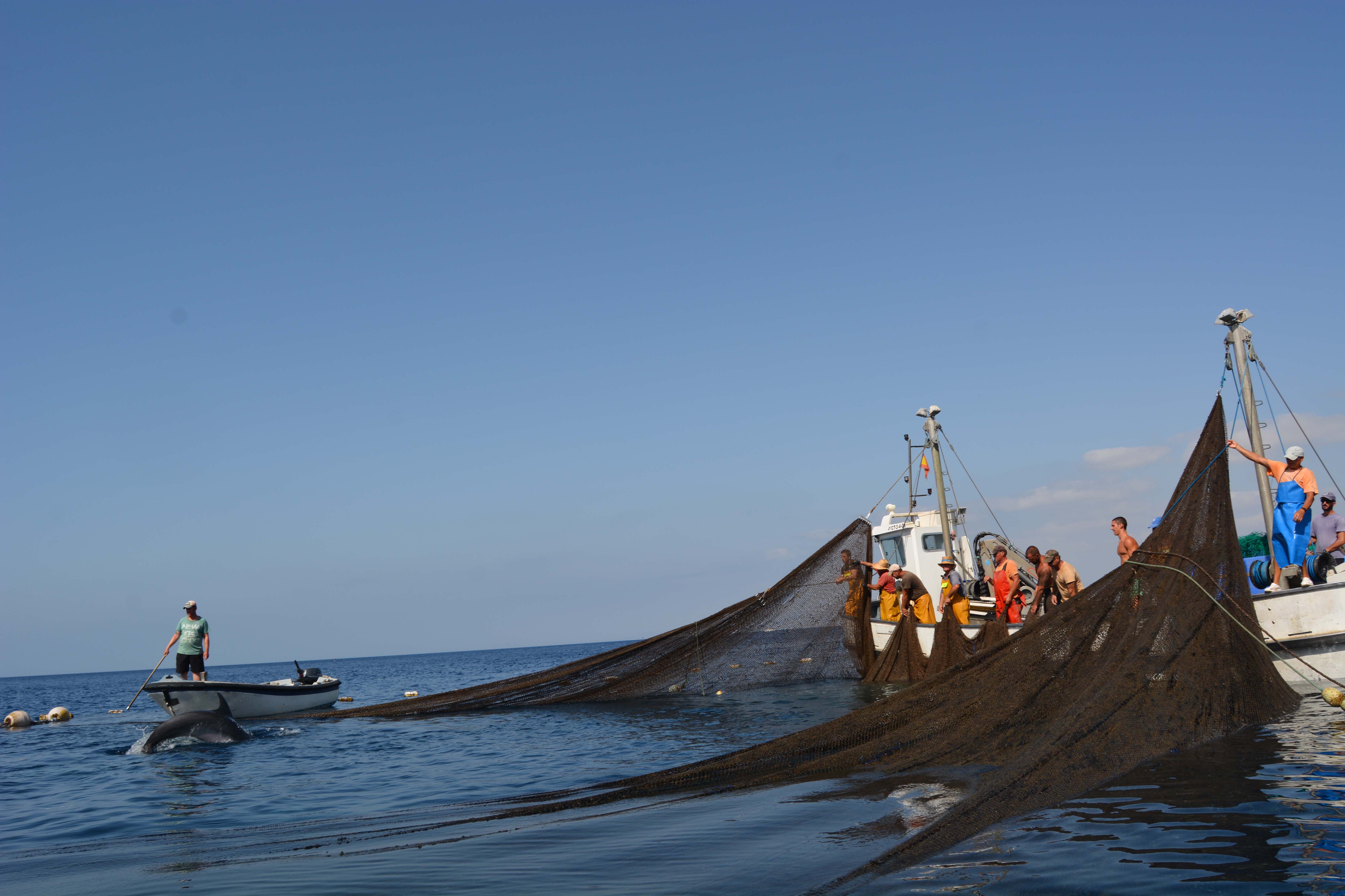 Los cetáceos fueron liberados por el personal de la empresa sin que sufrieran daños aparentes. Imagen: P. García / ANSE