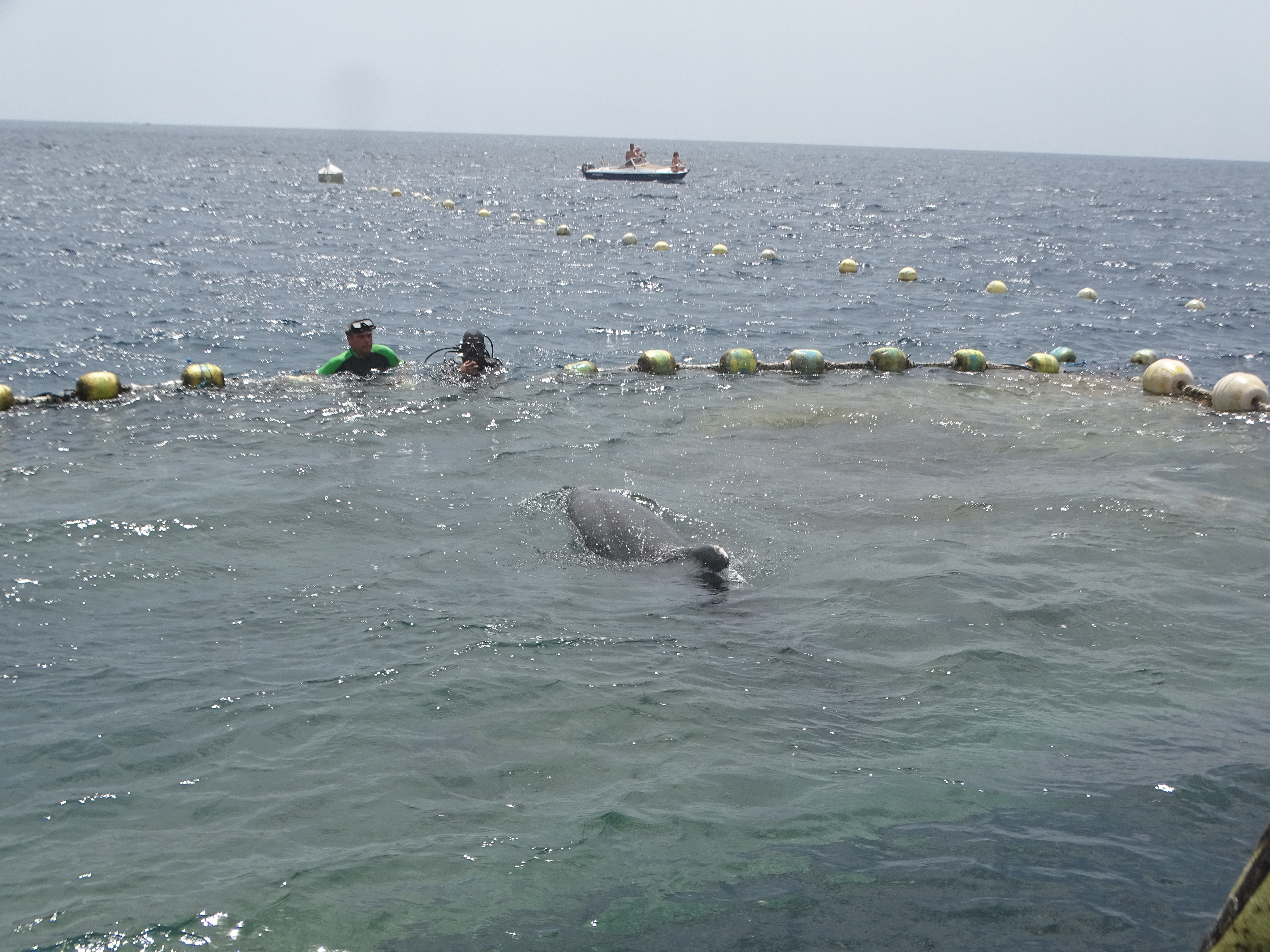 Uno de los delfines, visto desde la superficie. Imagen: P. García y V. García / ANSE