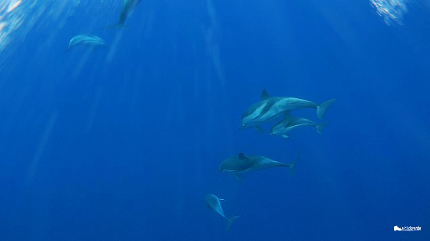 Un grupo de delfines listados nada bajo la quilla del Karyam