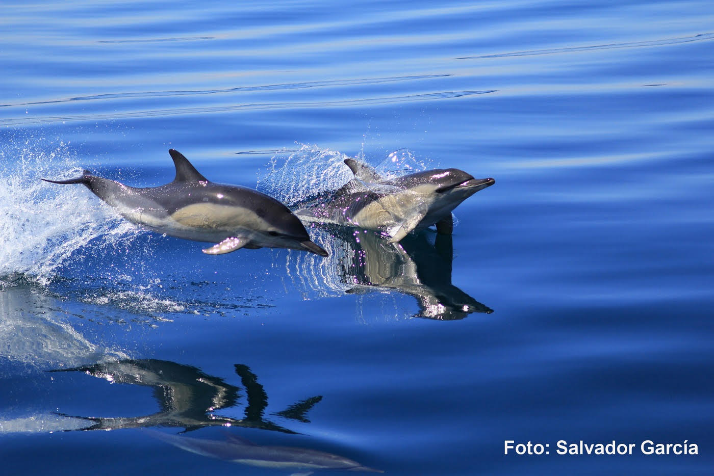 Las especies más oceánicas, como el delfín común, han incrementado progresivamente su posición en la cadena trófica, al tener cada vez que alimentarse de especies con una posición también alta en la cadena. Foto: Salvador García / IEO