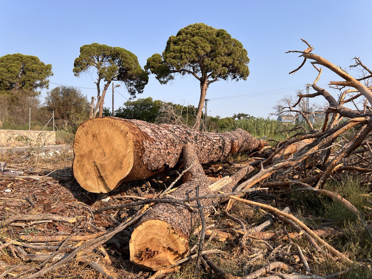 Detalle de los pinos talados en Churra. Foto: Huermur